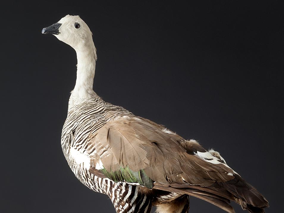 Aves De Los Canales Y Fiordos Subantárticos De Magallanes | Museo ...